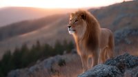 Majestic male lion standing on rocky mountain cliff at sunset, illuminated by golden light against dramatic mountain landscape and forest background.