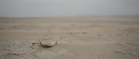 Cracked eggshell lying on barren, parched earth with drought-stricken landscape extending to horizon, symbolizing fragility and environmental devastation.