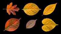Six colorful autumn leaves in red, orange, yellow, and green tones, isolated on transparent background, ready for stickers, clipart, t-shirt design, and print on demand.