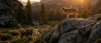 Wolf pack in rocky mountain landscape at golden hour sunset, with coniferous forest and wilderness terrain, suitable for nature, wildlife, and outdoor adventure themes.