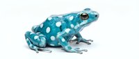 Vibrant turquoise poison dart frog with white spots isolated on white background, suitable for educational materials, wildlife design projects, and nature publications.
