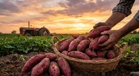 Farmer harvesting fresh sweet potatoes from field at golden sunset with tractor in background. Agricultural produce ready for market and healthy eating.