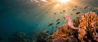 Vibrant coral reef ecosystem with tropical fish swimming in crystal clear turquoise water illuminated by golden sunbeams filtering through ocean surface.