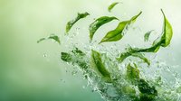 Fresh green leaves splashing in water with dynamic water droplets against soft green background, creating refreshing natural movement.