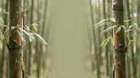 Bamboo forest with tall stalks and green leaves creating a natural pathway, suitable for backgrounds, nature themes, and Asian-inspired designs.