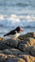 Oystercatcher bird with orange beak standing on rocky coastline with ocean waves in background during golden hour light for wildlife photography.