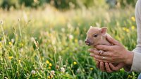 Young piglet held in hands of farmer in green pasture field, representing sustainable agriculture, animal husbandry, and organic farming practices for agricultural and rural lifestyle content.