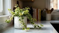 Pothos plant with trailing green and white variegated leaves in white ceramic pot on marble windowsill, home decor and indoor gardening.