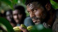 African farmer examining fresh cocoa pods during harvest season, close-up portrait showing concentration and expertise while inspecting crop quality in plantation.