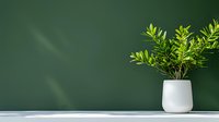 Small green plant with fresh leaves in white ceramic pot against dark green wall background with soft natural lighting and copy space for text.