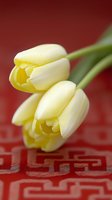 Delicate cream-colored tulips on vibrant red oriental pattern background, soft focus macro photography capturing gentle floral details and textures.