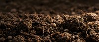 Rich dark brown fertile soil with organic matter and small stones, perfect for gardening, agriculture and planting projects in natural outdoor setting.
