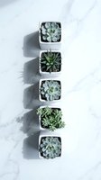 Five small succulent plants arranged in white square pots on marble surface creating minimalist home decor display for interior design projects.