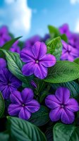 Vibrant purple vinca flowers bloom among lush green leaves against soft blue sky background, creating natural garden composition for floral and botanical designs.