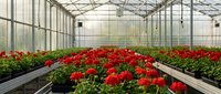 Commercial greenhouse interior with rows of vibrant red geranium flowers growing on benches, modern agricultural facility for plant cultivation and farming.