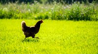 Brown hen walking on vibrant green grass in sunny garden with blurred flowering bushes background for organic farming and poultry concepts.