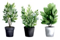 Watercolor set of potted green plants with lush foliage in black and gray ceramic pots, isolated on white background for home decor and botanical design.