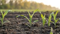 Young corn seedlings emerging from rich dark soil in agricultural field during golden hour sunrise creating natural farming growth concept.