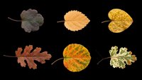 Autumn leaves in various stages of seasonal change, including brown, orange, and yellow foliage. Isolated on transparent background, ready for clipart, t-shirt design, print-on-demand, stickers, and sublimation projects.