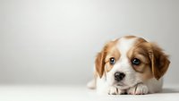 Adorable brown and white puppy lying down on white surface against neutral background, cute domestic pet animal with expressive eyes and fluffy fur.
