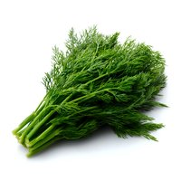 Fresh green dill bunch with stems isolated on white background. Aromatic herb and spice for cooking, natural organic food ingredient.