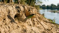 Small brown bird perched on sandy riverbank cliff face near water during golden hour light creating natural wildlife habitat scene.
