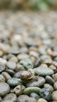 Small garden snail crawling across smooth river rocks and pebbles with shallow depth of field creating soft blurred background in natural outdoor setting.