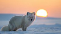 Arctic fox in white winter coat standing on snow during golden sunset with warm orange sky creating peaceful wildlife scene in polar landscape.