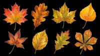 Autumn leaves in various shades of red, orange, yellow and brown isolated on transparent background. Ready for clipart, t-shirt design, stickers, print-on-demand products and sublimation projects.