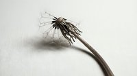 Dried dandelion seedhead with delicate dispersal seeds on curved stem against white background, suitable for botanical and nature design projects.