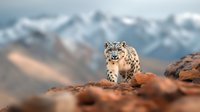 Snow leopard walking on rocky mountain ridge against blurred snowy peaks background, majestic wild cat in natural habitat showing hunting behavior.