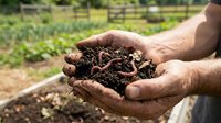 Farmer hands holding rich dark compost soil with earthworms in organic garden. Sustainable agriculture and natural fertilizer for healthy plant growth.