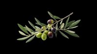Olive branch with green and black olives isolated on transparent background, ready for stickers, print on demand, sublimation, and t-shirt design use.