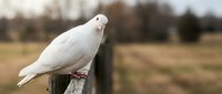 White dove perched on wooden fence post in rural countryside setting with blurred agricultural field background for peace and freedom concepts.