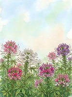 Watercolor cleome flowers in pink and purple bloom against a soft pastel sky, creating a dreamy botanical garden scene for cards and prints.