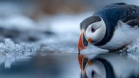 Atlantic puffin drinking water with perfect reflection on icy surface during winter season in arctic wildlife habitat for nature photography projects.