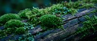 Lush green moss growing on weathered wooden log in forest environment. Natural texture and organic growth pattern creates serene woodland atmosphere.