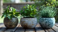 Trio of potted herbs and plants in decorative ceramic containers on wooden deck, creating a rustic garden display for home cooking and decor.