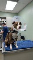 Pit bull terrier wearing protective cone collar sits on examination table at veterinary clinic while male veterinarian works in background.