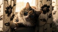 Tabby cat with striking green eyes peering through sheer curtains with floral patterns, warm natural light creating cozy domestic atmosphere for pet and home decor content.