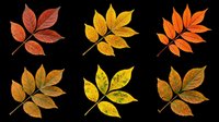 Autumn leaves in various shades of red, orange, and yellow isolated on transparent background. Ready for t-shirt designs, clipart, stickers, sublimation, and print-on-demand projects.