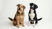 Two friendly mixed breed dogs sitting together on white background, brown terrier and black white pit bull type, isolated studio portrait for pet care designs.