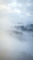 Misty forest landscape with fog rolling over treetops creating dreamy atmospheric scene for nature backgrounds and meditation content.