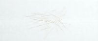Minimalist wheat ears sketch on clean white background for organic farming and agriculture design projects.