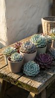 Collection of colorful succulent plants in white pots arranged on rustic wooden table in warm sunlight for home gardening and interior decoration.