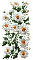 Beautiful vintage botanical illustration of white daisies with orange centers and detailed green foliage, perfect for nature-inspired designs and botanical art projects.