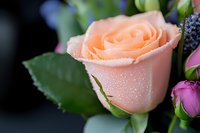 Delicate peach rose with morning dew drops on petals in soft focus, accompanied by purple buds and green foliage against dark background. Perfect for romantic designs.