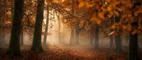 Misty autumn forest path with golden sunlight filtering through orange foliage and fallen leaves covering ground creating magical atmospheric scene.