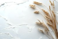 Golden wheat stalks on textured white plaster background, creating minimalist rustic composition for food blogs, wedding stationery, or organic product branding.