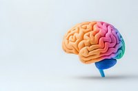 Colorful anatomical brain model showing different lobes in vibrant gradient colors from orange to blue, isolated on light background for medical and educational concepts.